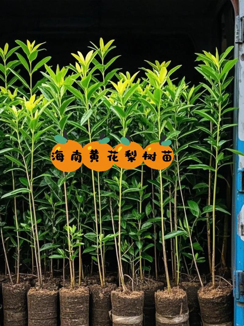 黄花梨一棵树多少钱?黄花梨树价格参考(2025年) 价格因素综合对比表