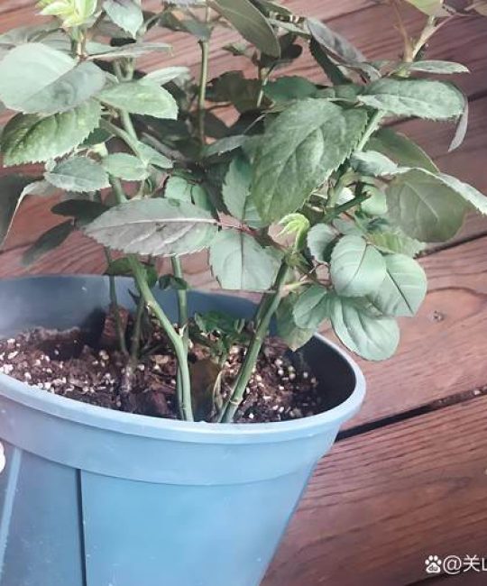 月季花能用磷酸二氢钾吗？园艺专家教你正确使用方法与禁忌