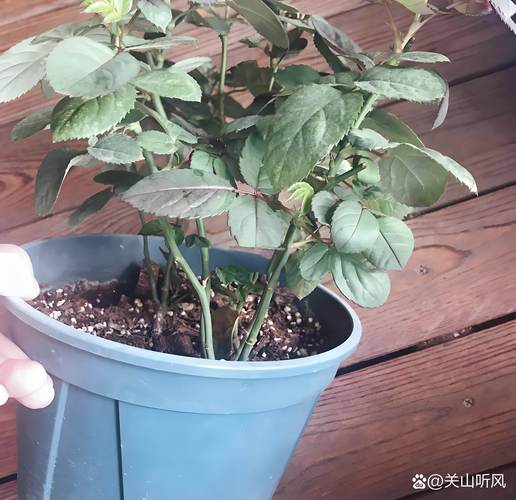 月季花能用磷酸二氢钾吗?园艺专家教你正确使用方法与禁忌 能用,但必须分阶段、控浓度