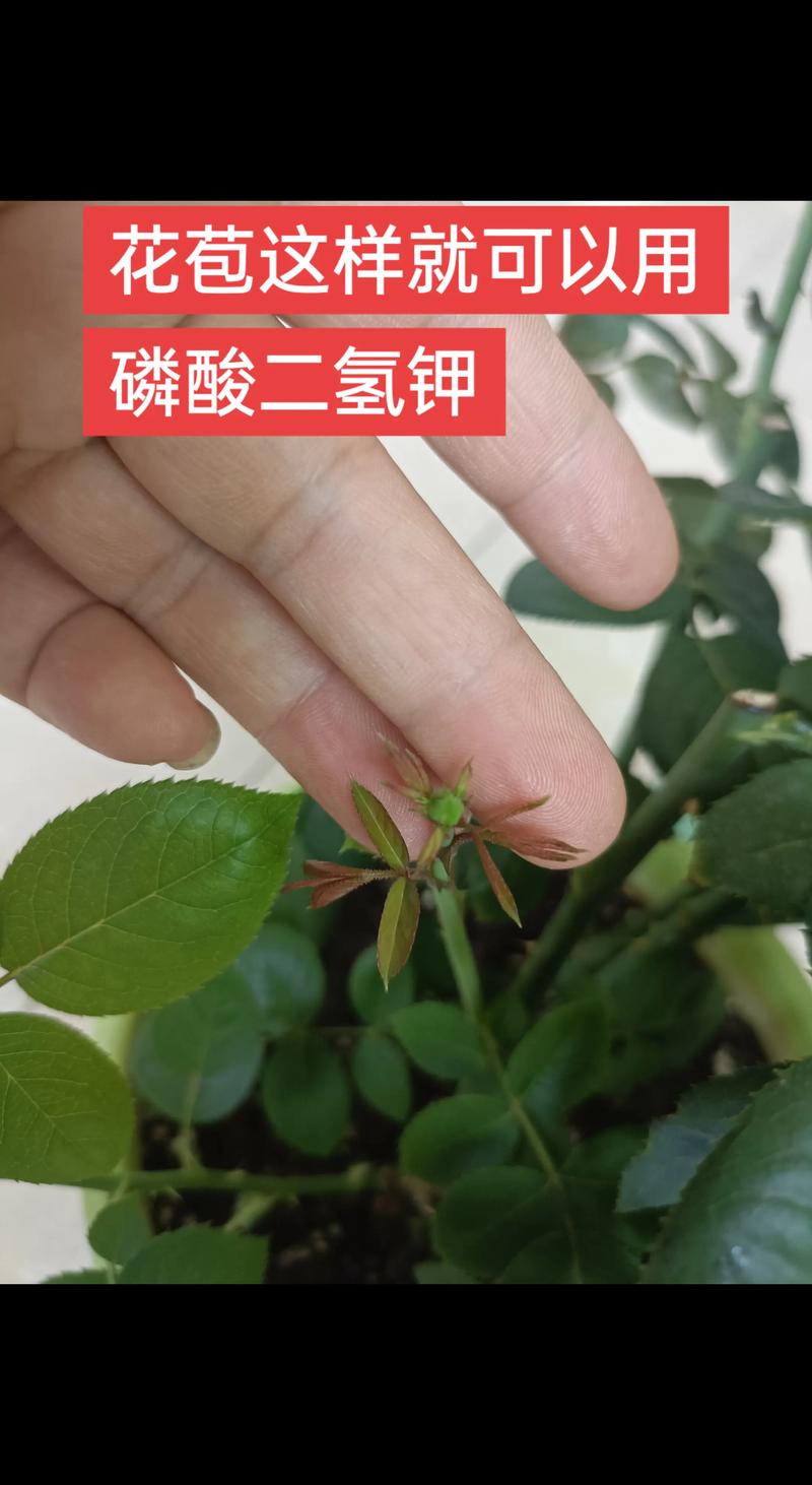 月季花能用磷酸二氢钾吗?园艺专家教你正确使用方法与禁忌 月季品种基础档案