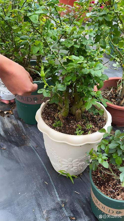 月季花能用磷酸二氢钾吗?园艺专家教你正确使用方法与禁忌 光照与水肥精准方案:磷酸二氢钾的施用时间表