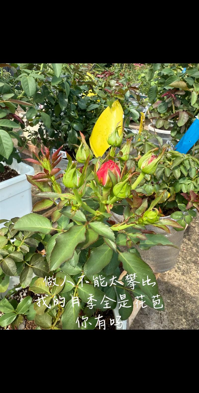 月季花能用磷酸二氢钾吗?园艺专家教你正确使用方法与禁忌 FAQ