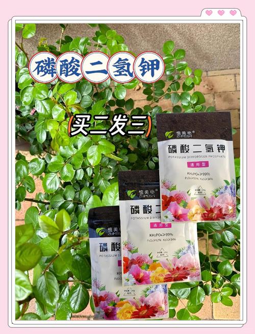 月季花能用磷酸二氢钾吗?园艺专家教你正确使用方法与禁忌 常见误区与纠正