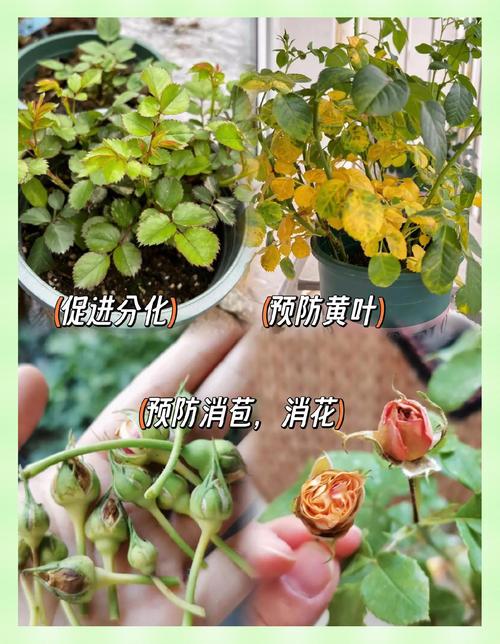 月季花能用磷酸二氢钾吗?园艺专家教你正确使用方法与禁忌 总结:3条核心可执行动作