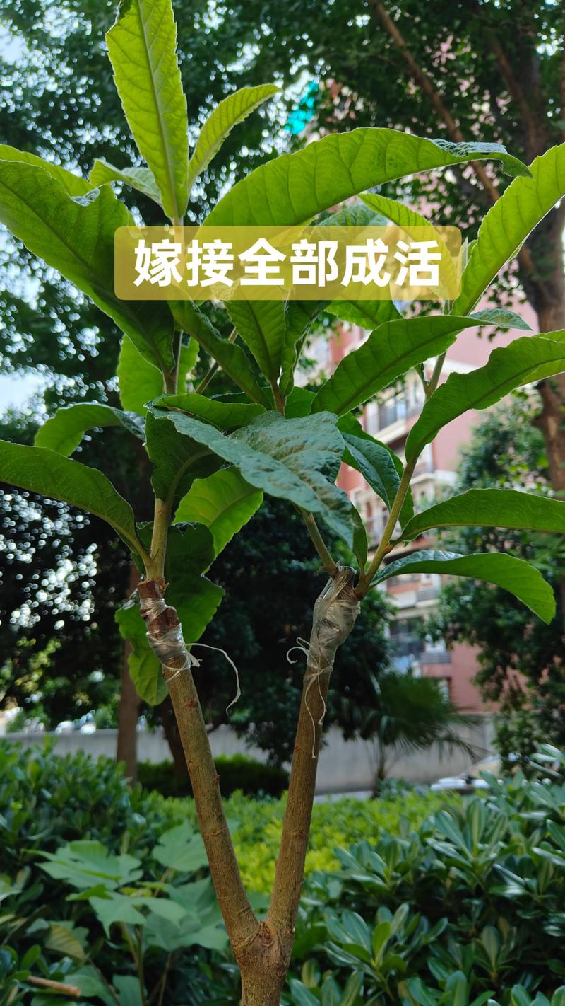 不同的树可以嫁接吗?——掌握亲和力原则与精准操作,提升嫁接成活率 四、实际操作安全警告