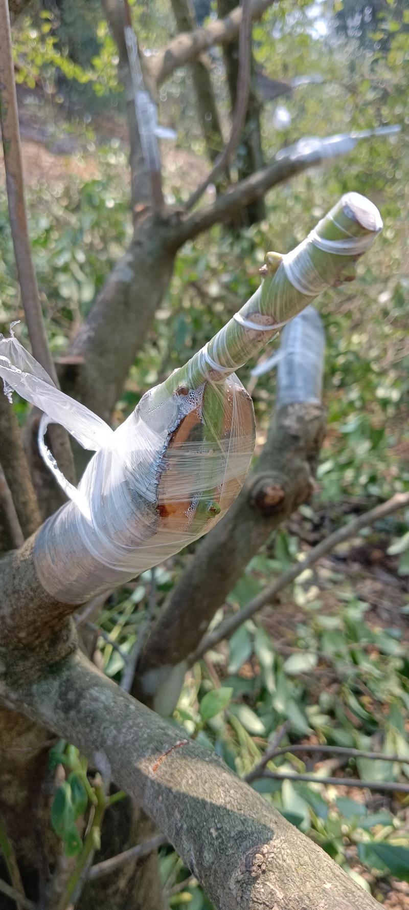 不同的树可以嫁接吗?——掌握亲和力原则与精准操作,提升嫁接成活率 二、品种差异对嫁接成败的影响