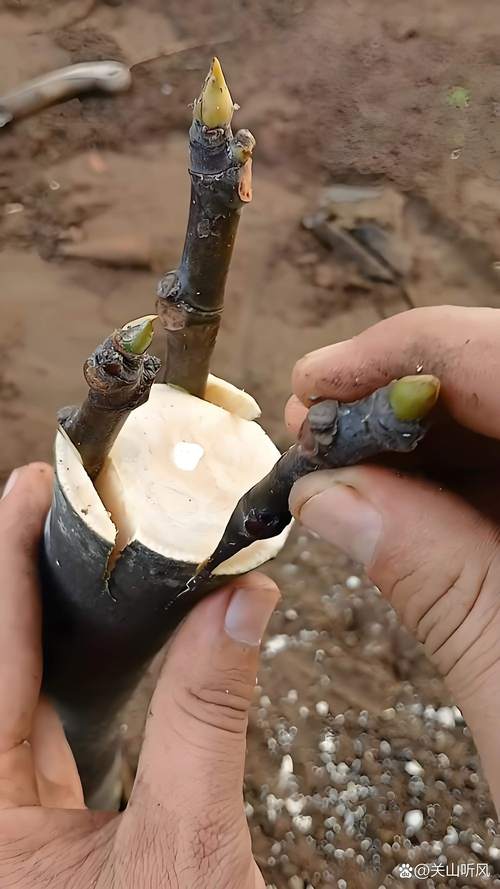 不同的树可以嫁接吗?——掌握亲和力原则与精准操作,提升嫁接成活率 三、嫁接全流程关键参数(实验室可重复版)