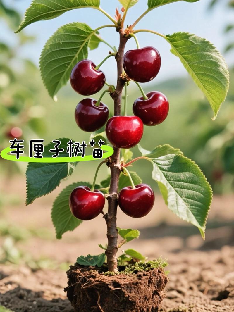 中国能种植车厘子吗?车厘子(甜樱桃)种植技术全指南 一、适宜时间