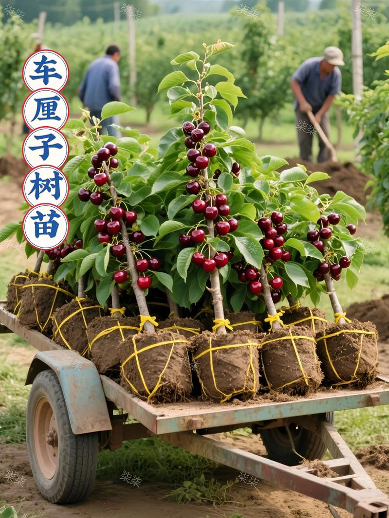 中国能种植车厘子吗?车厘子(甜樱桃)种植技术全指南 三、栽前处理