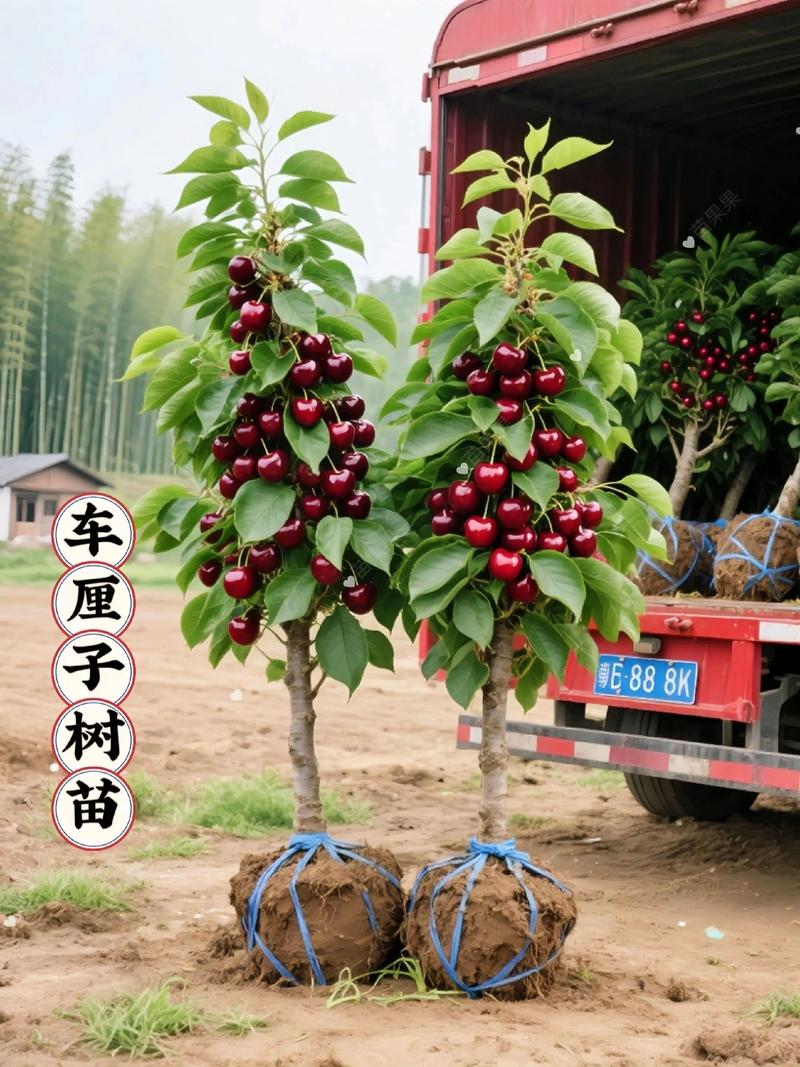 中国能种植车厘子吗?车厘子(甜樱桃)种植技术全指南 二、土壤环境