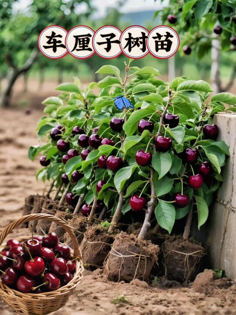 中国能种植车厘子吗?车厘子(甜樱桃)种植技术全指南 五、浇定根水