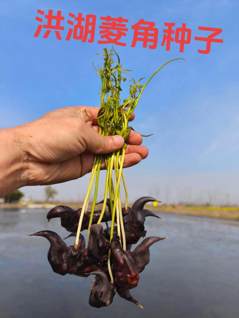 菱角怎么种植?从选种到采收的全程技术指南(附水深与密度标准) 二、水体与淤泥环境