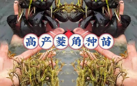 菱角怎么种植？从选种到采收的全程技术指南（附水深与密度标准）