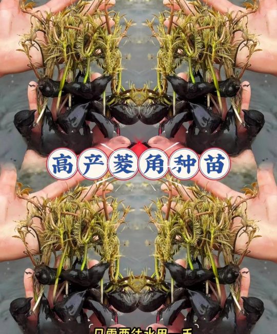 菱角怎么种植？从选种到采收的全程技术指南（附水深与密度标准）