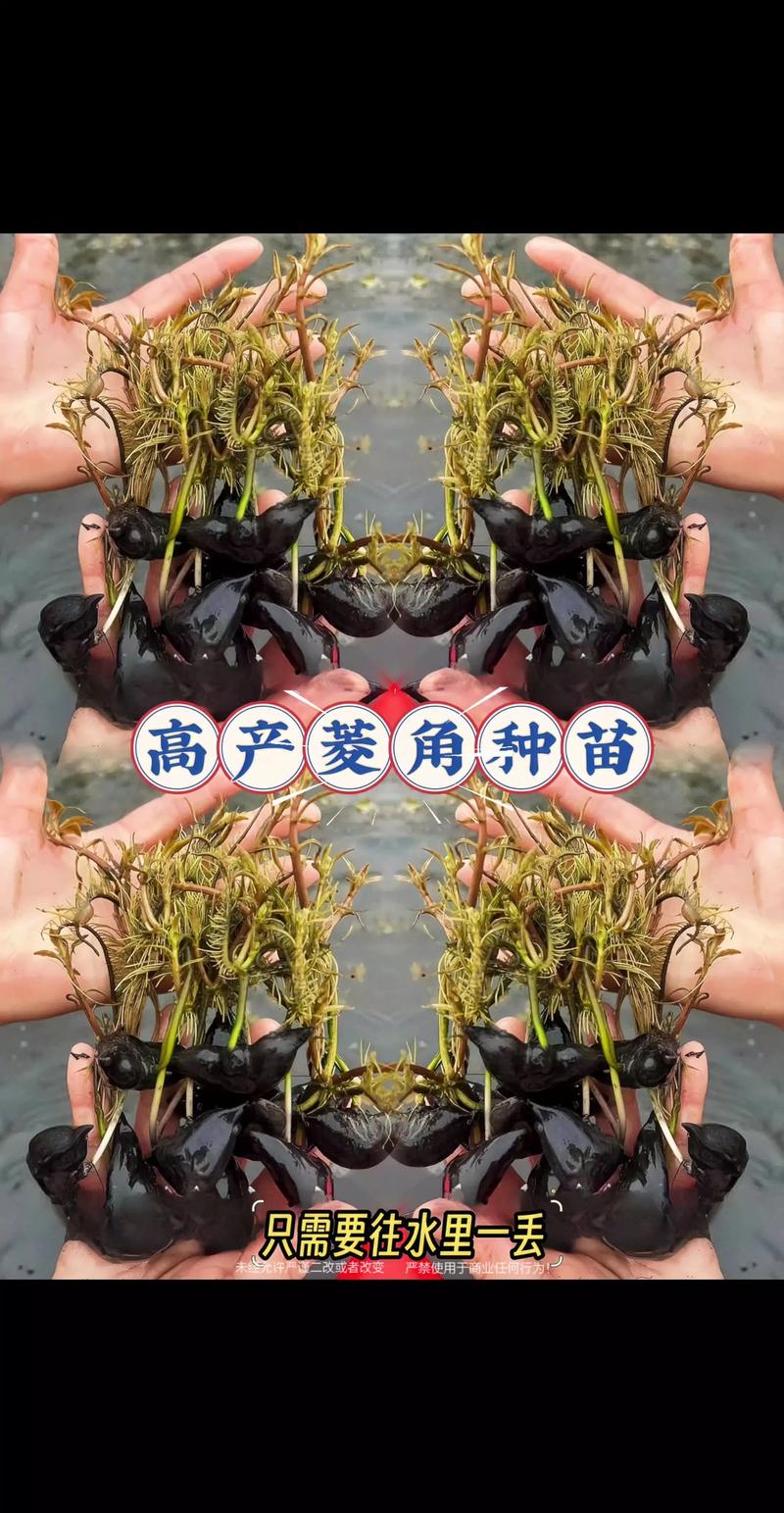 菱角怎么种植?从选种到采收的全程技术指南(附水深与密度标准) 一、适宜时间