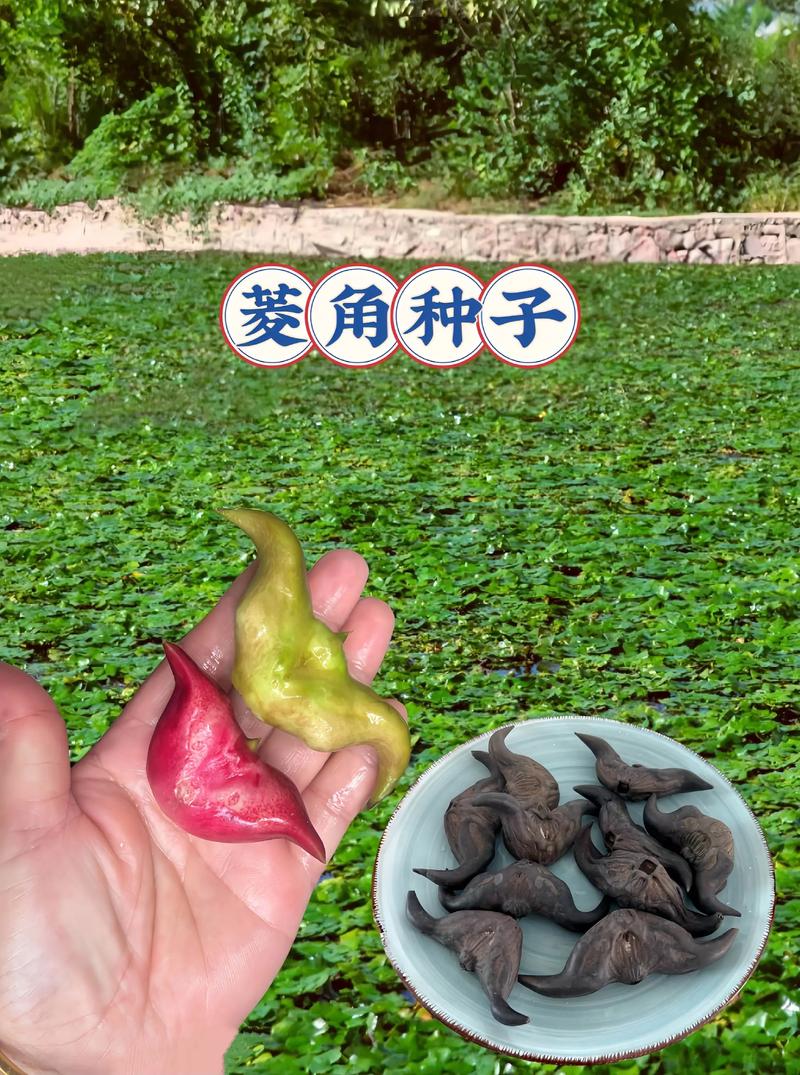 菱角怎么种植?从选种到采收的全程技术指南(附水深与密度标准) 三、种菱处理
