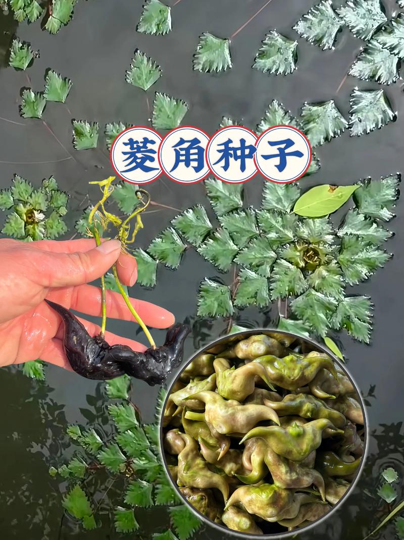 菱角怎么种植?从选种到采收的全程技术指南(附水深与密度标准) 四、播种深度与密度