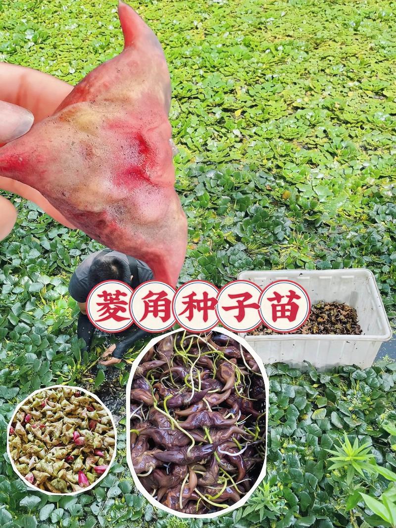 菱角怎么种植?从选种到采收的全程技术指南(附水深与密度标准) 六、缓苗期管理