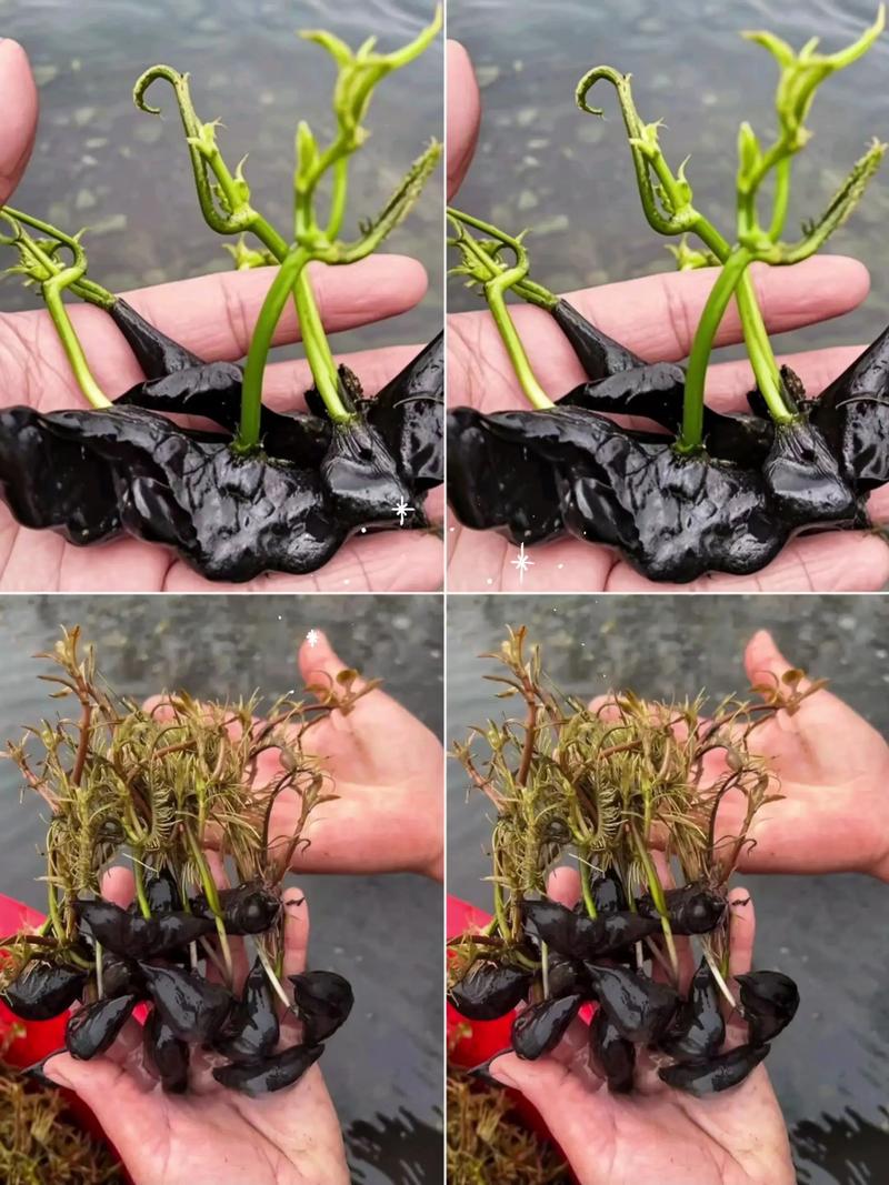 菱角怎么种植?从选种到采收的全程技术指南(附水深与密度标准) 五、定根期水位管理