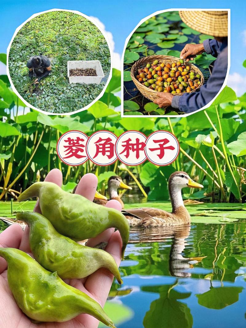 菱角怎么种植?从选种到采收的全程技术指南(附水深与密度标准) 七、成活与常见问题对策