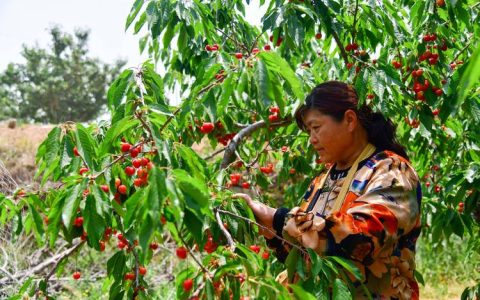 樱桃树种植全攻略：选择适宜土壤、优质果苗与高产管理技术