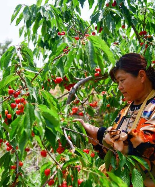 樱桃树种植全攻略：选择适宜土壤、优质果苗与高产管理技术