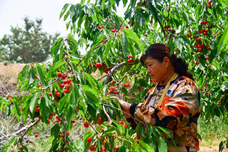 樱桃树种植全攻略:选择适宜土壤、优质果苗与高产管理技术 樱桃树种植全攻略:选择适宜土壤、优质果苗与高产管理技术