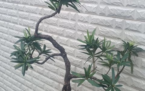 农村院里种罗汉松怎么样？好处与注意事项全解析