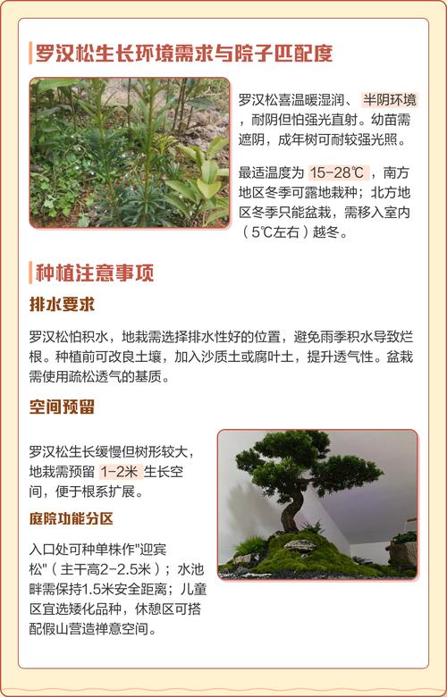 三、种植与养护的注意事项