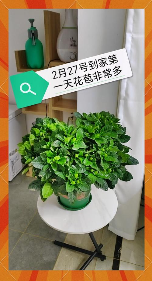 大叶栀子开花吗?花期、促花与不开花原因全解析 大叶栀子花期、果期与观赏期详解