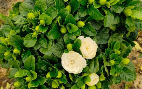 大叶栀子开花吗？花期、促花与不开花原因全解析