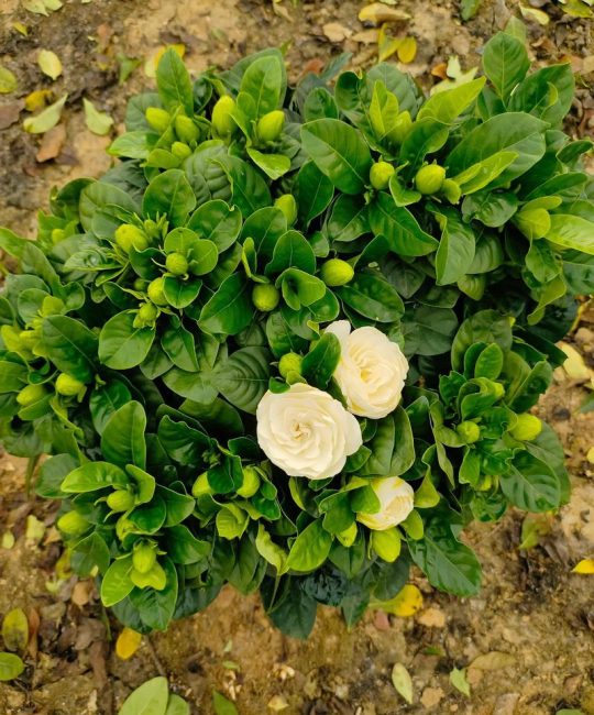 大叶栀子开花吗？花期、促花与不开花原因全解析