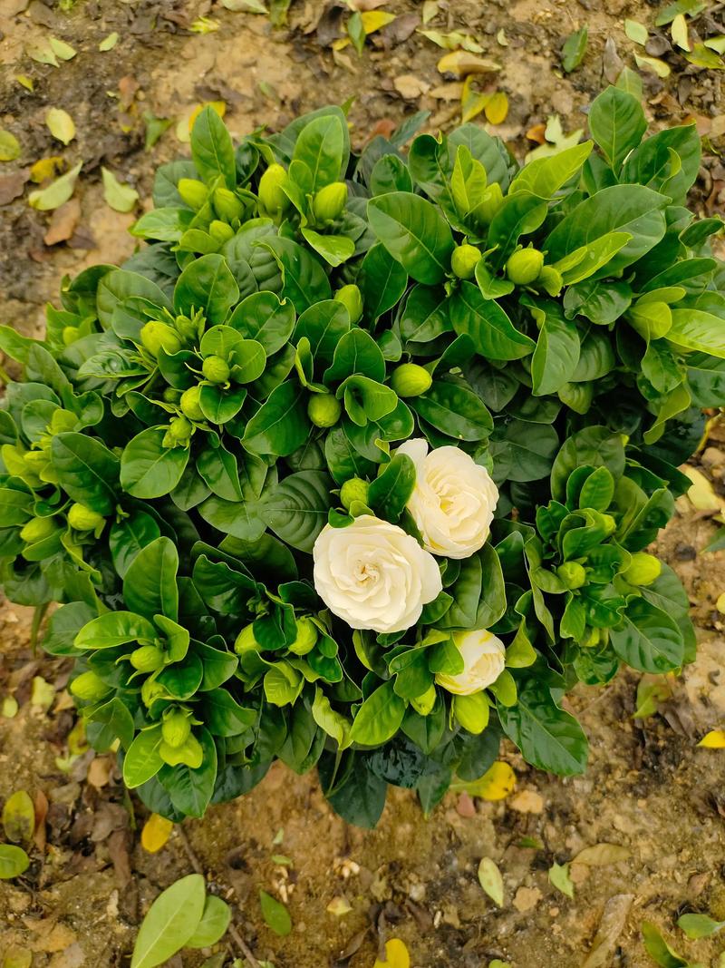 大叶栀子开花吗?花期、促花与不开花原因全解析 大叶栀子会开花,5-7月为盛花期