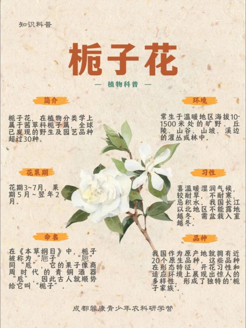 大叶栀子开花吗?花期、促花与不开花原因全解析 大叶栀子不开花常见原因与解决(结构化列表)
