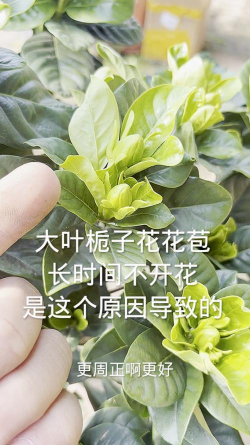 大叶栀子开花吗?花期、促花与不开花原因全解析 影响大叶栀子开花的关键因素(含具体参数)