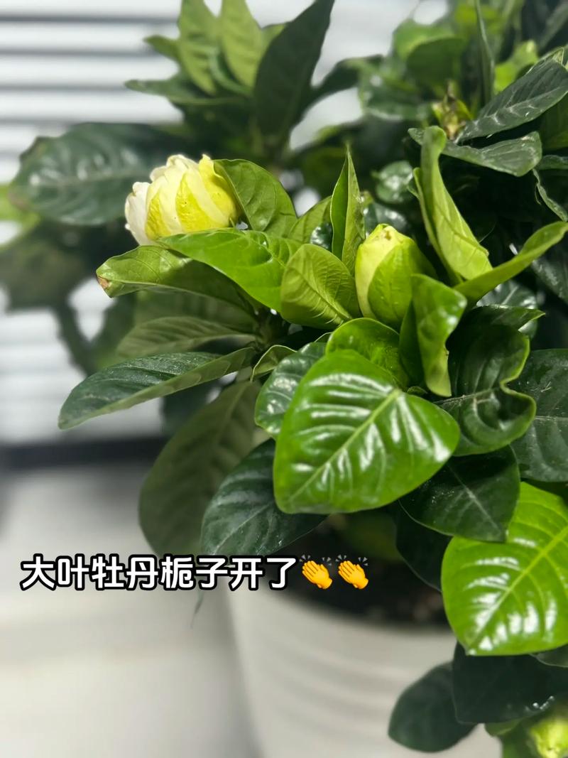 大叶栀子开花吗?花期、促花与不开花原因全解析 促花养护步骤(可执行操作)