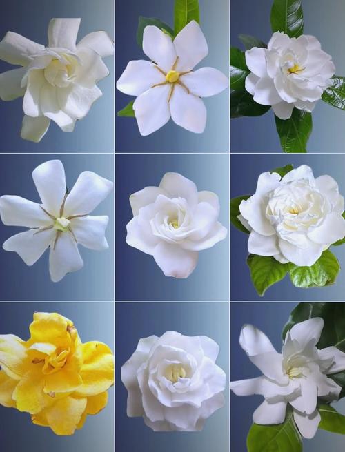 大叶栀子开花吗?花期、促花与不开花原因全解析 常见问题FAQ