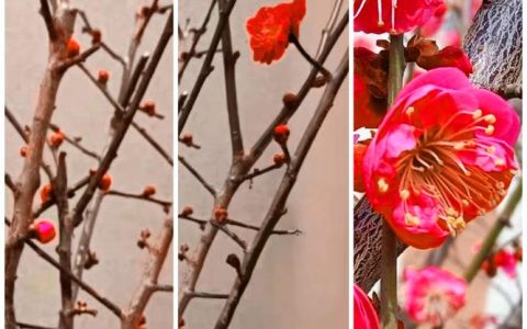 红梅与梅花品种对比：6维度解析帮你快速选对苗