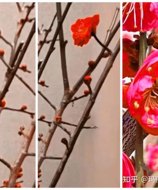 红梅与梅花品种对比：6维度解析帮你快速选对苗