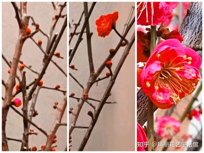 红梅与梅花品种对比:6维度解析帮你快速选对苗 结论前置