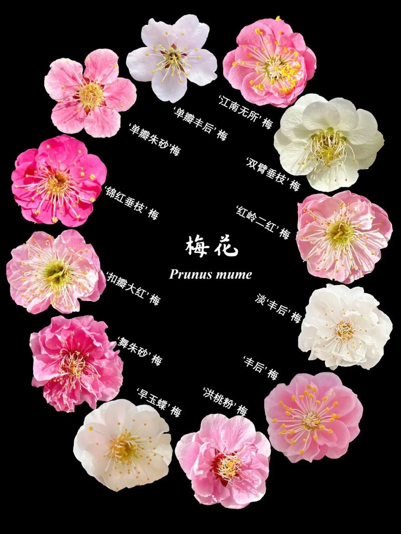 红梅与梅花品种对比:6维度解析帮你快速选对苗 6维度对比表格