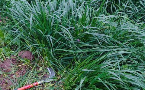 黑麦草什么时候种植最好？2026年春秋两季黄金播种指南