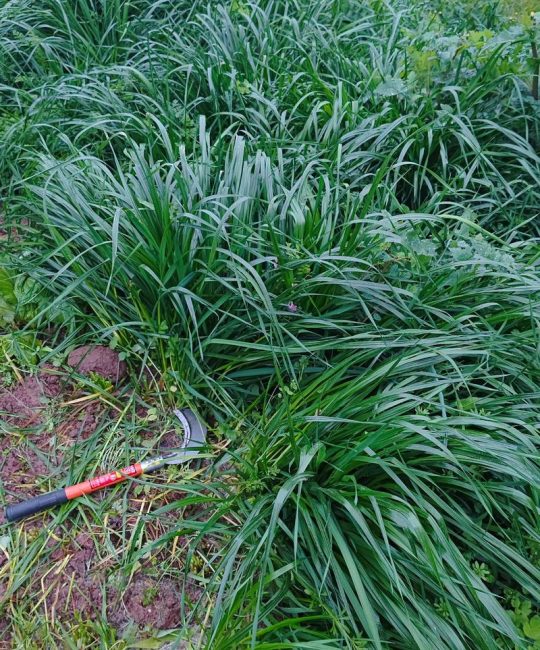 黑麦草什么时候种植最好？2026年春秋两季黄金播种指南