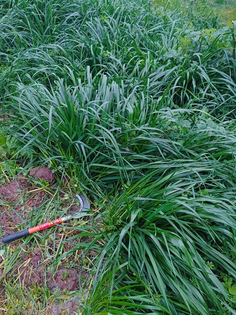 黑麦草什么时候种植最好?2026年春秋两季黄金播种指南 黑麦草什么时候种植最好?2026年春秋两季黄金播种指南