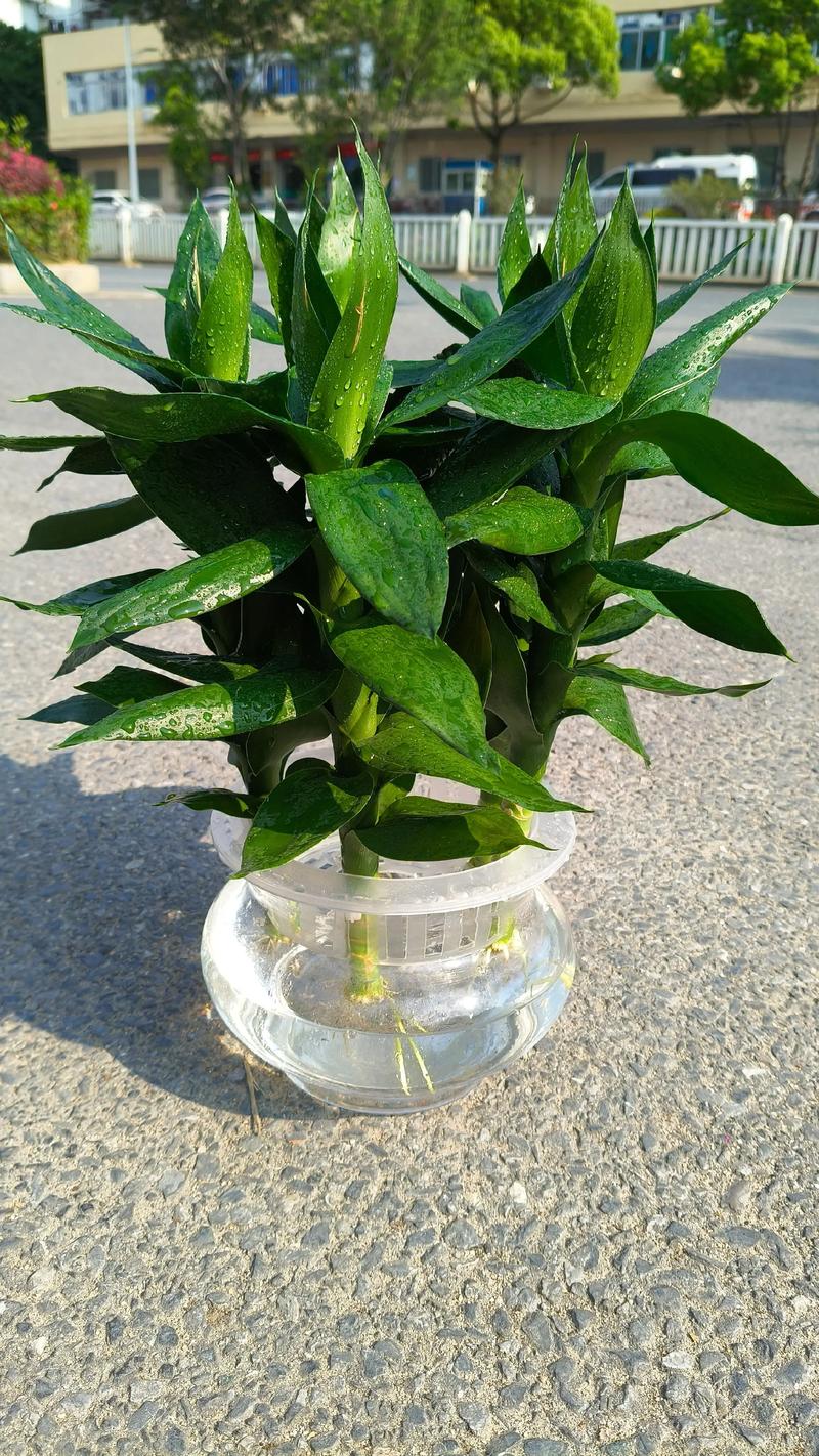 一楼室内适合养什么植物？3种耐阴好养的盆栽推荐与科学养护指南