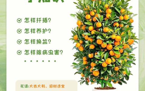 橘子树挂果后如何管理？掌握这6个关键点，果子又大又甜