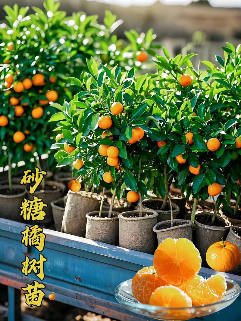 橘子树挂果后如何管理?掌握这6个关键点,果子又大又甜 施肥:从“促花”转向“壮果”,高钾肥是主角
