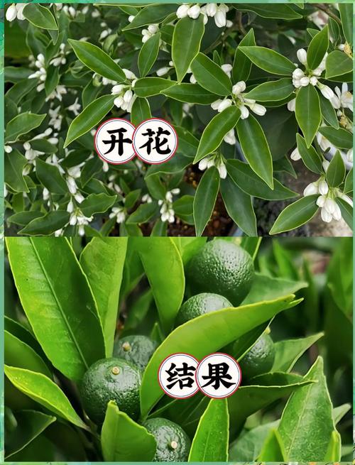 橘子树挂果后如何管理?掌握这6个关键点,果子又大又甜 修剪:疏果与轻剪并举,集中营养出好果