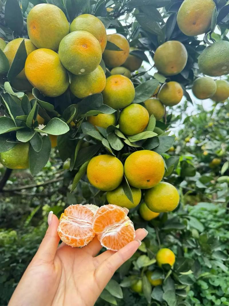 橘子树挂果后如何管理?掌握这6个关键点,果子又大又甜 换盆/田间管理:挂果期不动土,采收后再考虑