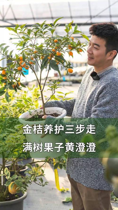 橘子树挂果后如何管理?掌握这6个关键点,果子又大又甜 越冬越夏:为果实撑起“保护伞”